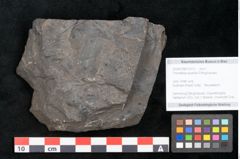 Foto (Objekt + Etikett) von Thinnfeldia australis Ettingshausen (NHMW-GEO-2024-0188-10312)